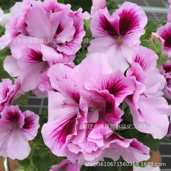 Hibisco em Vasos de Floração Contínua