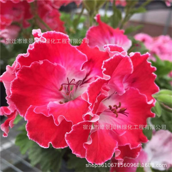 Hibisco em Vasos de Floração Contínua