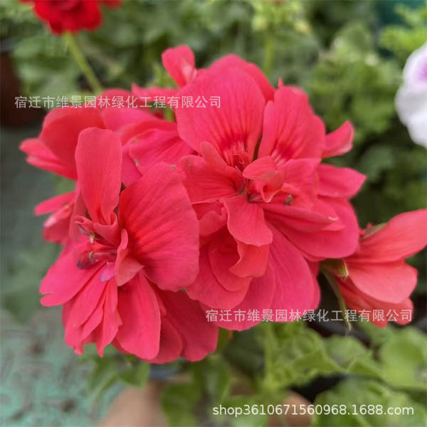 Hibisco em Vasos de Floração Contínua
