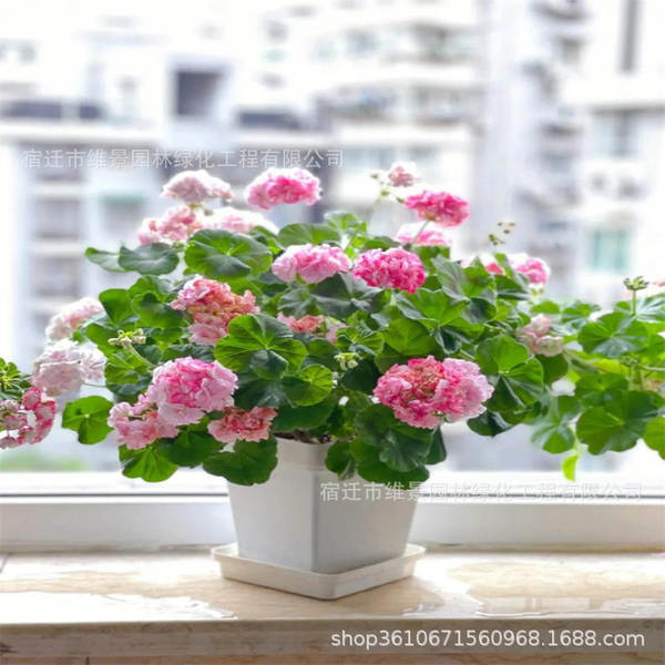 Hibisco em Vasos de Floração Contínua