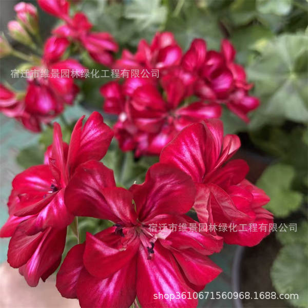Hibisco em Vasos de Floração Contínua