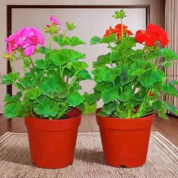 Hibisco em Vasos de Floração Contínua